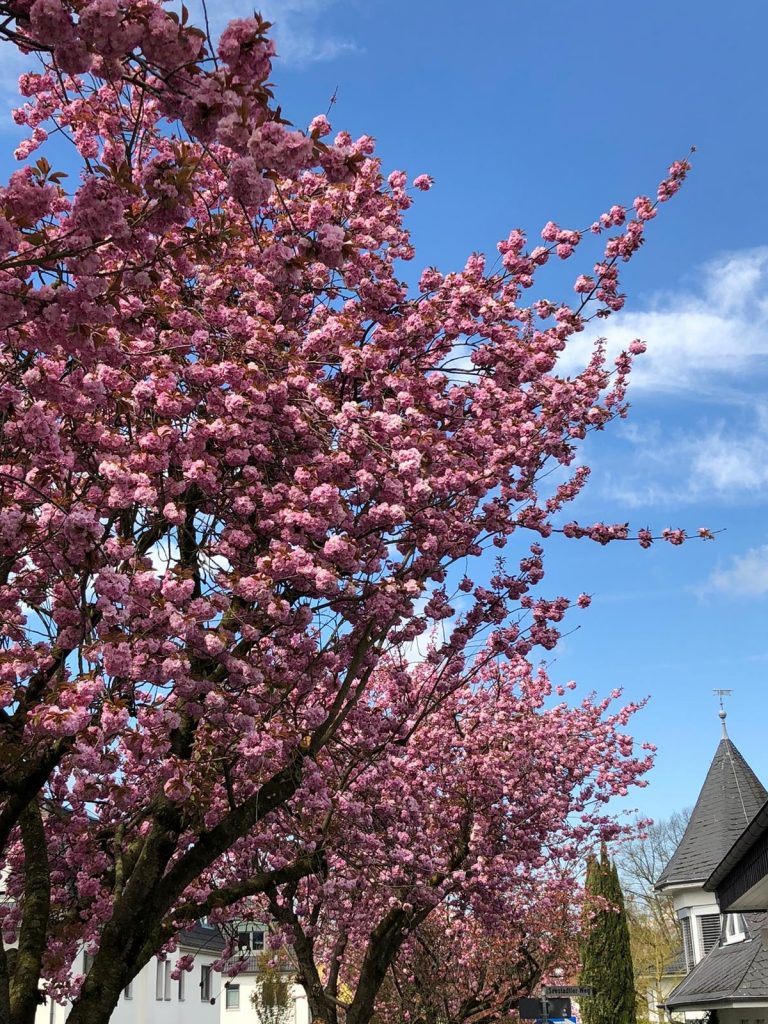 Baum mit rosa Blüten