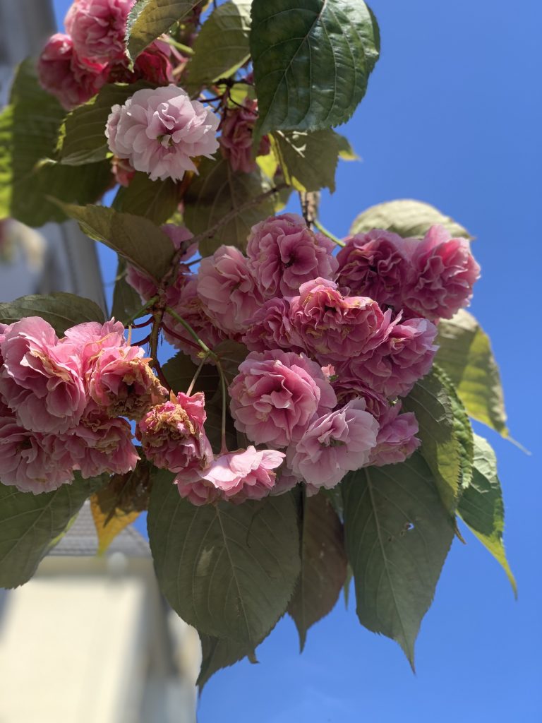 rosa Blüten vor blauem Himmel